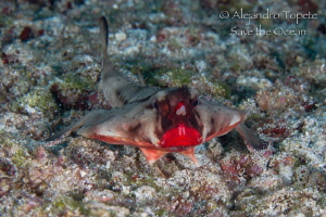 Bat Fish Red lips, Galápagos Ecuador by Alejandro Topete 